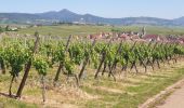 Randonnée Marche Mittelwihr - Les perles du vignoble : Mittelwihr - Beblenheim - Zellenberg - Hunawihr - Riquewihr - Sigolsheim - Photo 14