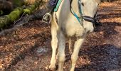 Trail Horseback riding Saint-Martin - Dimanche 25 février 24 aller - Photo 1