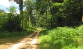 Randonnée A pied Compiègne - en forêt de Compiègne_34_autour du Buissonnet et du Berne - Photo 11