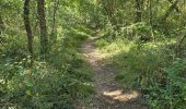 Excursión Senderismo Maisse - Maisse - Forêt communale de Milly-la-Forêt - Photo 8