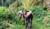 Trail Horseback riding Fouday - Fouday auberge du promont Tivio joyeux  - Photo 20