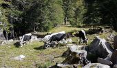 Randonnée Marche Le Valtin - Col de la Schlucht - sentier des Roches - Petit Honneck - Honneck - Trois Fours - Photo 18