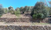 Excursión Senderismo Port-Vendres - les Paulilles - Cap Bear via le sentier du littoral  / retour via collines et vignes  - Photo 1