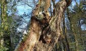 Excursión Senderismo Mollkirch - Château de Guibaden - Photo 14