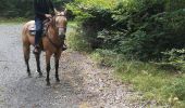 Trail Horseback riding Saint-Martin - St Martin domevre bois banal Pont rouge blockhaus  - Photo 15
