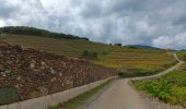 Tour Wandern Collioure - commioure entre pradells et consolation  - Photo 1