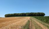Randonnée Marche Neuvy-le-Roi - Neuvy-le-Roi - Ancien PR puis PR - 19.8km 180m 5h55 (55mn) - 2025 07 10 - Photo 14