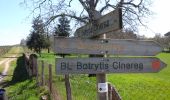 Randonnée A pied Sauternes - Botrytis Cinéréa : boucle locale - Photo 6
