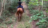 Trail Horseback riding Reherrey - Randonnée reherey Marion uccello - Photo 4