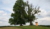 Percorso A piedi Sankt Stefan im Rosental - Zum höchsten Punkt - Photo 2