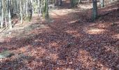 Trail Walking Saint-Hubert - SityTrail - poix - Photo 1