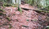 Tocht Stappen La Roche-en-Ardenne - Maboge  - Photo 7