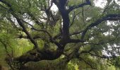 Trail Walking Sainte-Lucie-de-Tallano - Santa Luccia a Burgo - Photo 5