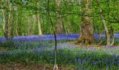 Randonnée Marche Thuin - Balade dans le Bois du Grand Bon Dieu-Thuin - Photo 4