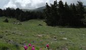 Trail Walking Gréolières - Greolieres les neiges, le sentier des pivoines et les crêtes - Photo 2