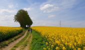 Trail Walking Sombreffe - Marche Adeps à Tongrinne - Sombreffe - Photo 4