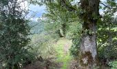 Trail Walking Kiischpelt - Eislek trail et 01 Kautenbach-Clervaux 25km - Photo 5