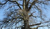 Randonnée Marche Nedde - La forêt de Chaux - Photo 3