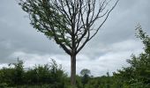 Tocht Stappen Les Granges-le-Roi - Forêt domaniale de Dourdan  - Photo 8