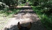 Tocht Paardrijden Falck - Falck, forêt de la Houve  - Photo 9