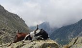 Tocht Stappen Belvédère - Refuge des Merveilles  - Photo 12