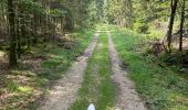 Tocht Paardrijden Vielsalm - Mont-le-Soie Boucle orange - Photo 15