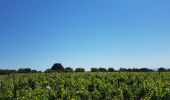 Tocht Stappen Le Puech - Les Vailhès Laulo Plateau d'Auverne Salagou - Photo 10