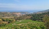 Trail Walking Port-Vendres - Rando Port Vendres du 23/07/2021 - Photo 3