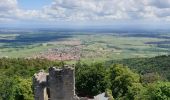 Tocht Stappen Dambach-la-Ville - Dambach-la-Ville : Circuit des trois châteaux - Photo 4