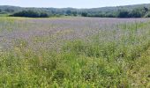 Tour Wandern Monteriggioni - CR_Francigena_DE_41_Monteriggioni_Siena_20230523 - Photo 4