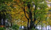 Tocht Te voet Meinerzhagen - Nordhelle Rundweg A1 - Photo 7