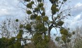 Tour Wandern Le Chesnay-Rocquencourt - Arboretum de Chevreloup - Photo 17