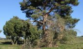 Tour Zu Fuß Haltern am See - Westruper Heide Rundweg A5 - Photo 9