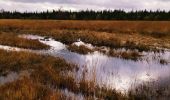 Tour Wandern Weismes - La grande ronde des Fagnes   - Photo 7