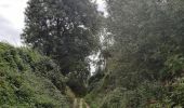 Trail Walking Borgloon - randonnee de l eglise fantôme  (doorkijkkerkje) - Photo 6