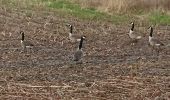 Trail Walking Thimister-Clermont - boucle Thimister Aubel Hombourg Welky  - Photo 5