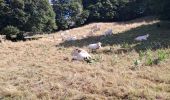 Trail Walking Haut Valromey - RETORD: LES BERGONNES - FERME DE RETORD - Photo 4