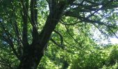 Tour Wandern Les Plans - Forêt domaniale d'Escandorgue par Roqueredonde et l'Engayresque - Photo 19