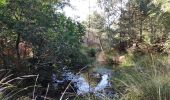 Trail Walking Fontainebleau - Fontainebleau gorges de Franchard - Photo 5