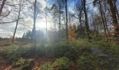 Tour Wandern Vielsalm - rando bihain 19-11-2023 - Photo 4