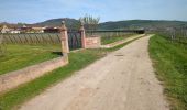 Tour Wandern Sankt Pilt - St-Hippolyte - Rorschwihr - Grasberg - Bergheim - Reichenberg - Rodern - Photo 8