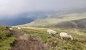 Tocht Stappen Mont-Dore - Mont Dore - Roc de Cuzeau A/R - Photo 4