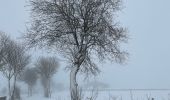 Tocht Stappen Büllingen - Honsfet - Photo 2