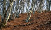 Trail Walking Saou - Forêt de Saoû - Les Pomerolles - Photo 19