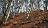 Tour Wandern Saou - Forêt de Saoû - Les Pomerolles - Photo 19