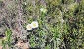 Tocht Stappen Puget-sur-Argens - lieutenante Beaumeruine - Photo 1