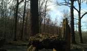 Randonnée Marche Viroflay - La grande traversée des forêts des Hauts de Seine - Photo 7