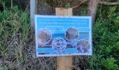 Tocht Stappen Rayol-Canadel-sur-Mer - Qui prend racine en bord de mer ? - Photo 2