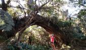 Tour Wandern Saint-Denis - La Roche Écrite  - Photo 12