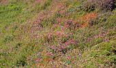 Trail On foot Texel - De Bollekamer - Photo 3